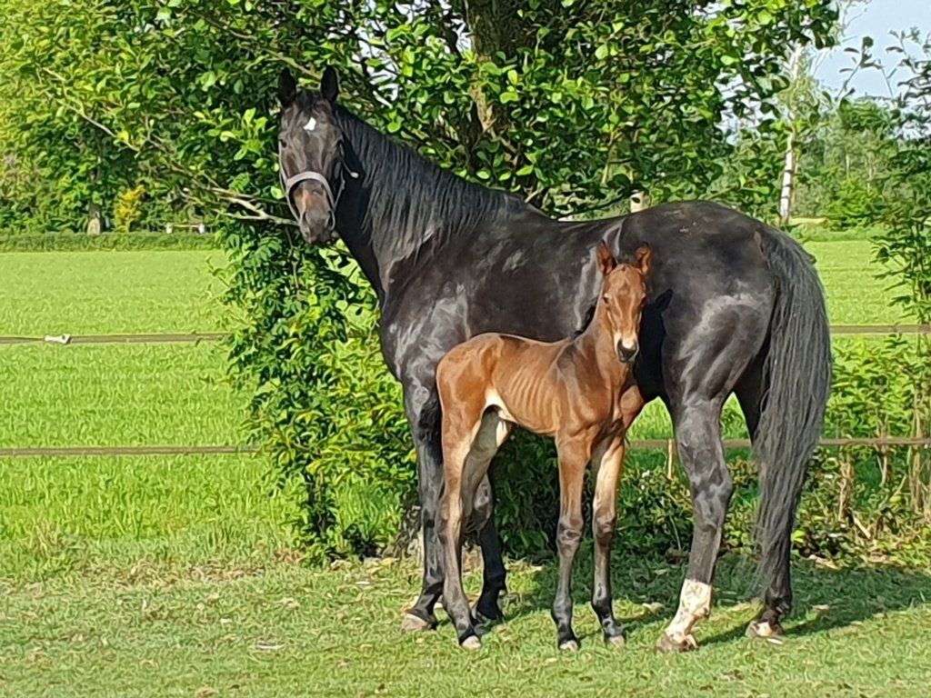 Dressuurpaarden, Met stamboom, Ruin, Dressuurpaard, Zadelmak