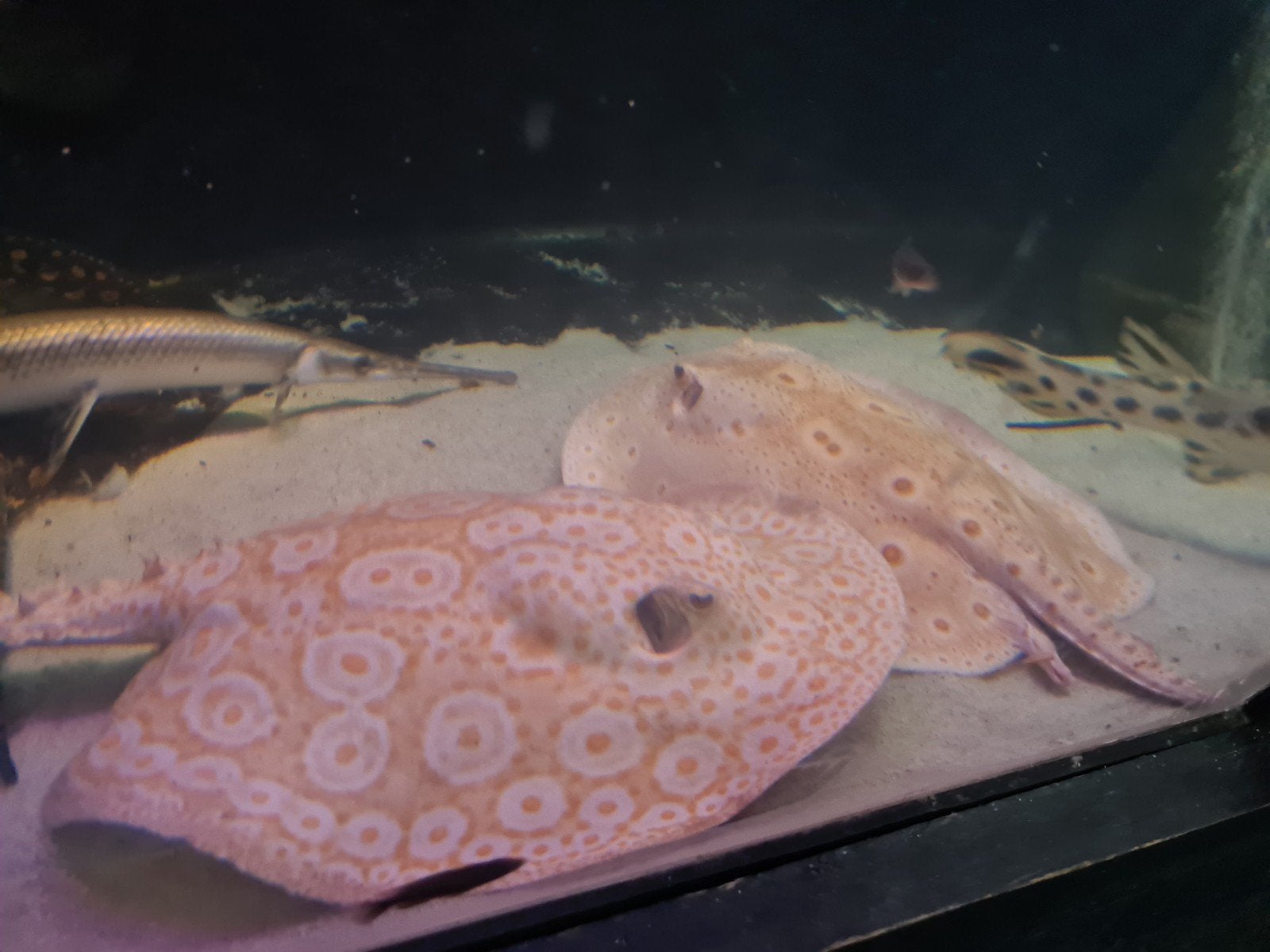Kweekgroep roggen, albino pearl,hybride albino, potamotrygon, Vis, Zoetwatervis