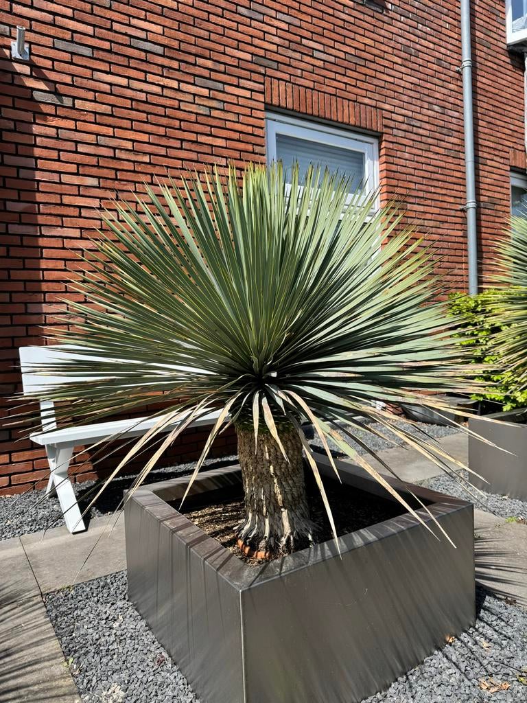 Yucca Rostrata - Blauwe Palmlelie ongeveer 1.20 hoog, Tuin en Terras, Overige soorten, 100 tot 250 cm, Zomer, Ophalen