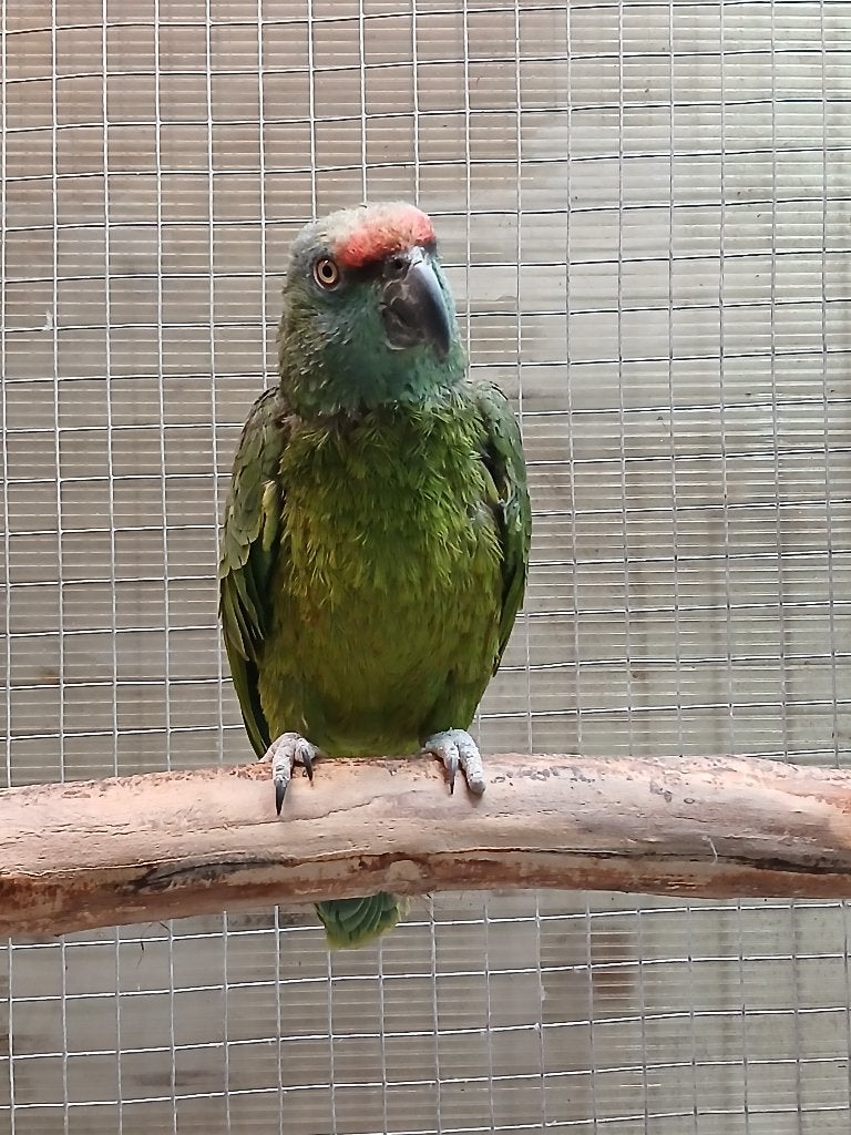 Bodini amazone, Dieren en Toebehoren, Vogels | Parkieten en Papegaaien, Meerdere dieren, Papegaai, Geringd