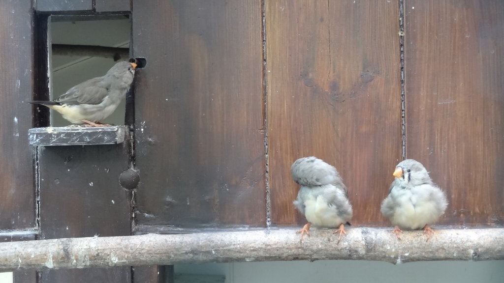 Zebravinken grijs 3 poppen, Vrouwelijk, Tropenvogel