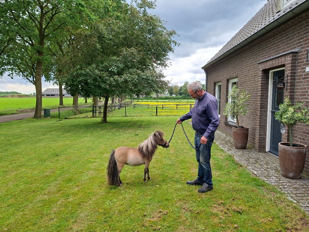 Apart mooi klein mini paardje, Niet van toepassing, 0 tot 2 jaar, Hengst, A pony (tot 1.17m)