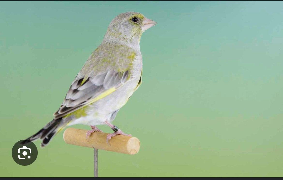 Groenlingen agaat, Meerdere dieren