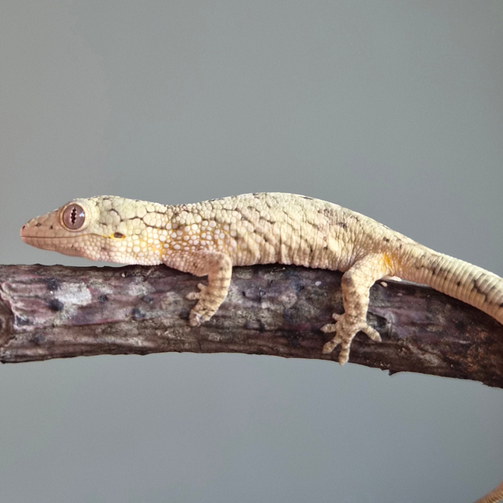 eurydactylodes vieillardi nakweek ( kameleongekko) Chameleon photo 4