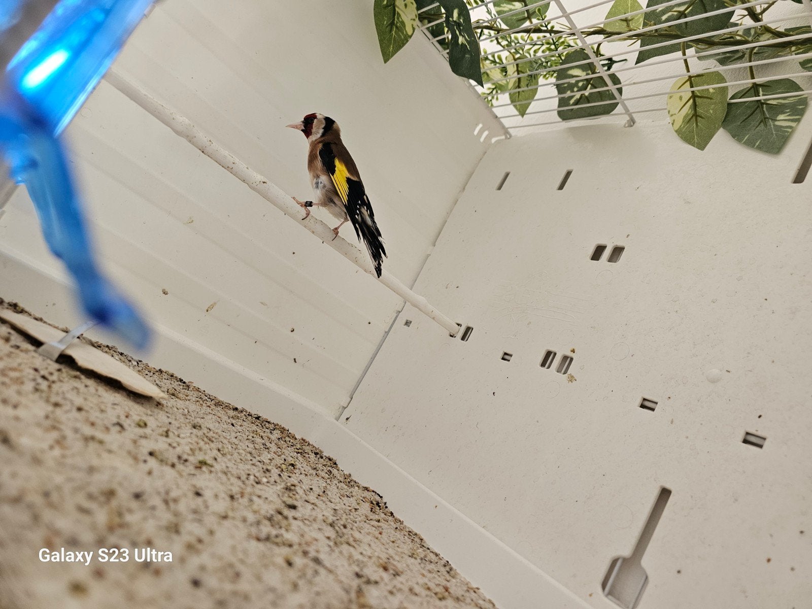 Putter man van jaar 2025, Dieren en Toebehoren, Vogels | Overige Vogels, Mannelijk, Wildzangvogel