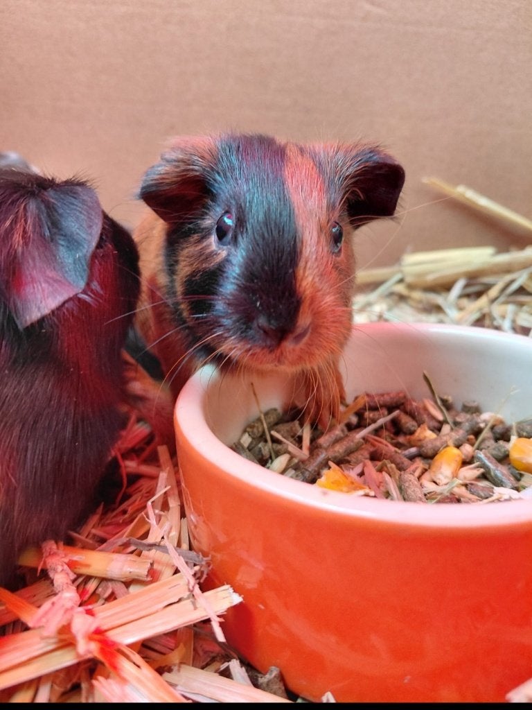 Cavias, Cavia, Mannelijk, Juli, Tam