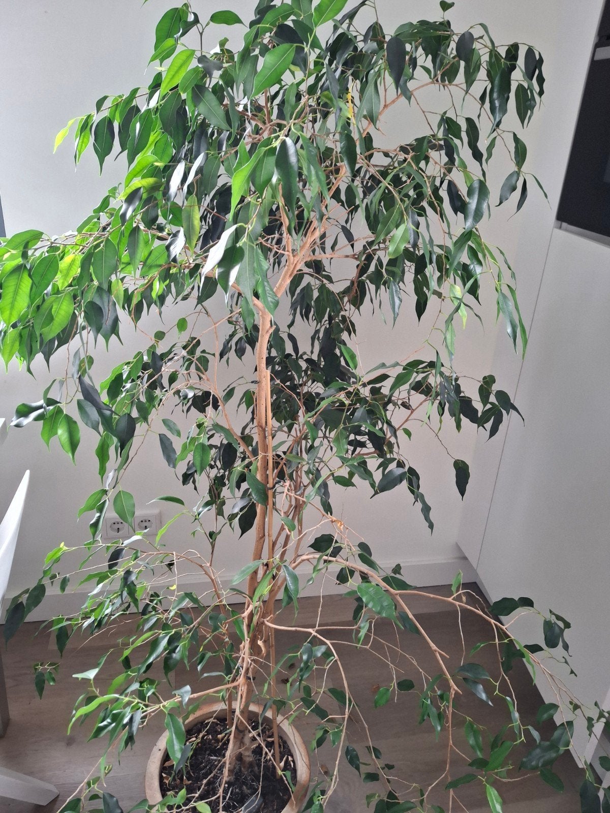 Ficus, Huis en Inrichting, Ophalen, Ficus, Halfschaduw, 100 tot 150 cm