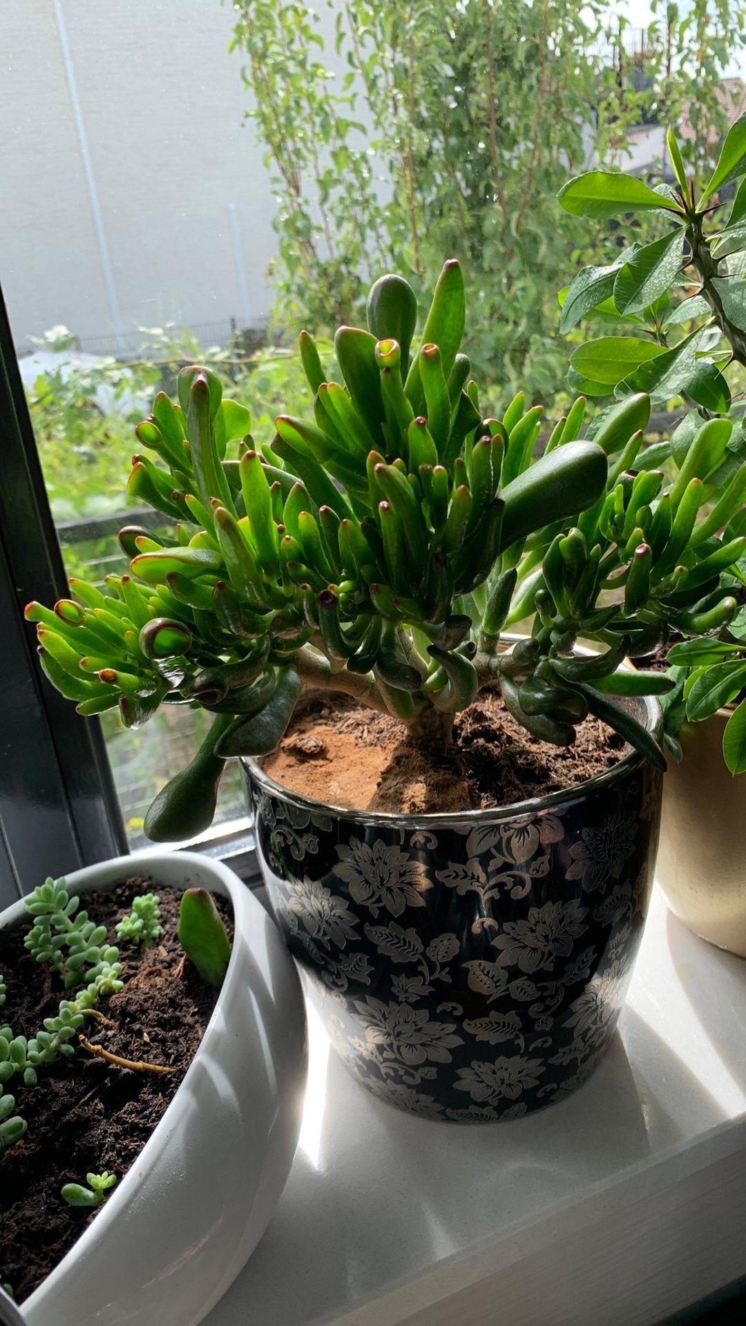 Vet plant met pot €10, Ophalen, Halfschaduw, Minder dan 100 cm