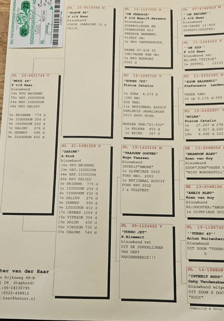 Kweek duivin VD Haar, Dieren en Toebehoren, Vrouwelijk, Postduif