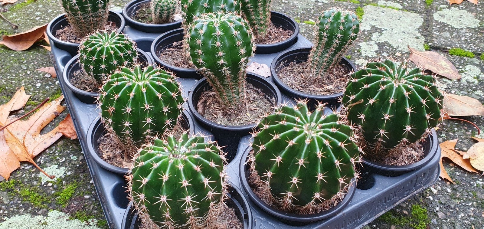 Cactus Echinopsis, Ophalen, Minder dan 100 cm, Bloeiende kamerplant, Volle zon