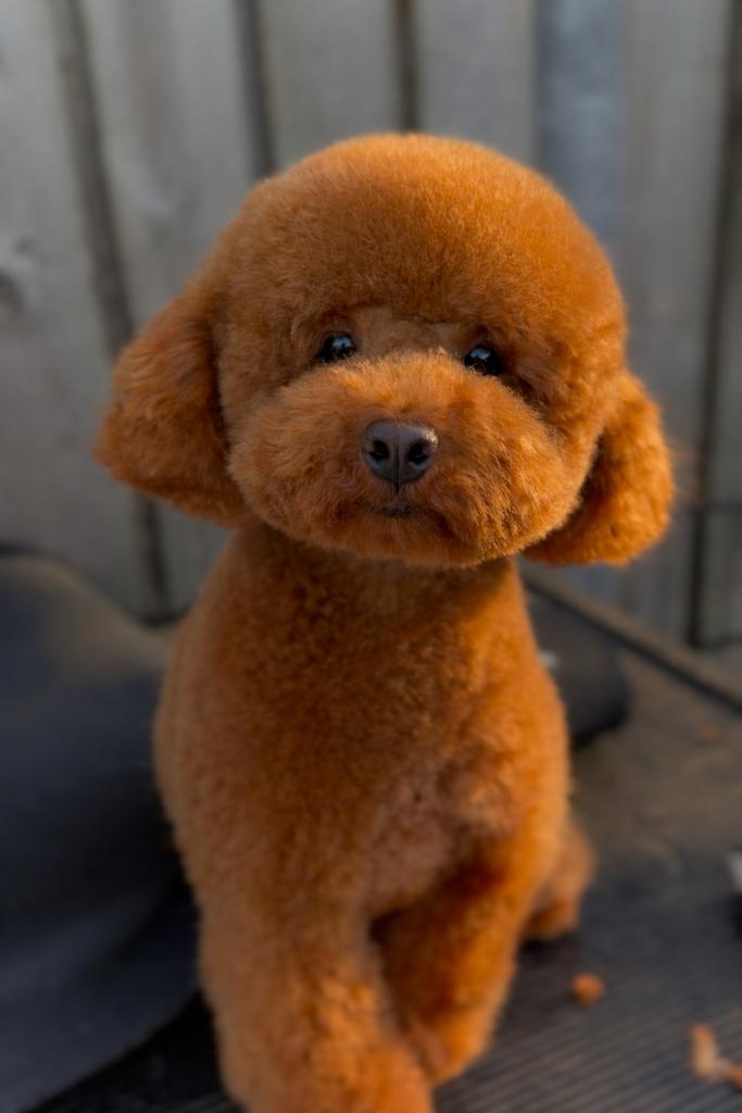 toy poedel dekreu met fci stamboom, Dieren en Toebehoren, Honden | Dekreuen, Reu, 1 tot 2 jaar, Parvo, Eén hond
