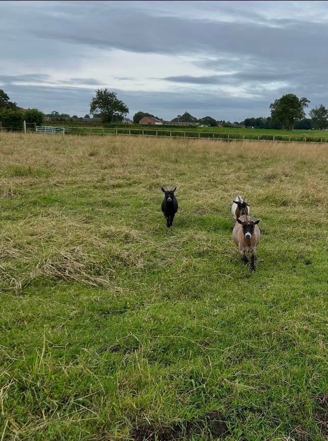 2 Dwerggeitjes Suzie en Feetje, Dieren en Toebehoren, Vrouwelijk, Geit, 6 jaar of ouder