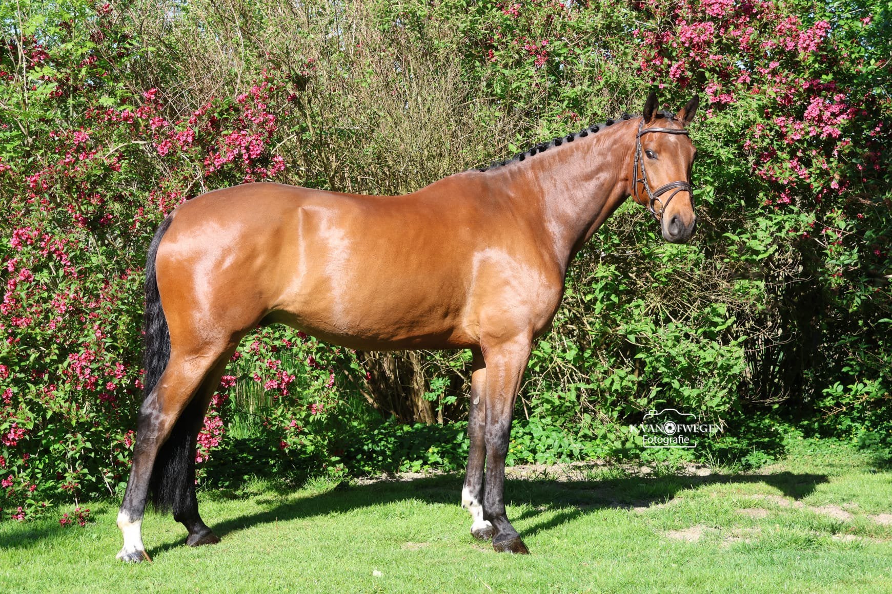 5 jarige allroud ruin, Dieren en Toebehoren, Met stamboom, Ruin, Dressuurpaard, 3 tot 6 jaar