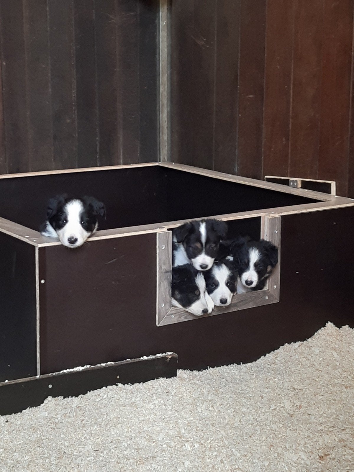 Bordercollie border collie pups met ISDS stamboom, Parvo, Overige rassen, 8 tot 15 weken, Meerdere