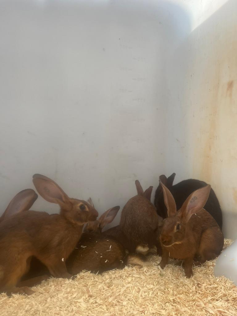 Prachtige mooie belgische hazen-black en ten