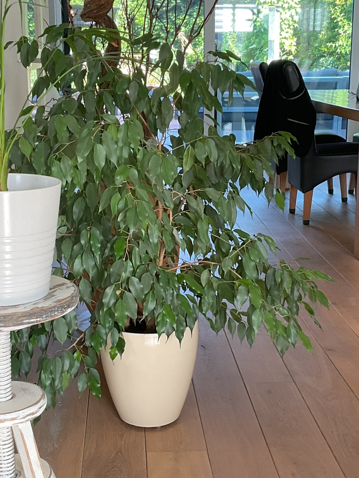 Ficus Benjamin Benjamina in pot, Huis en Inrichting, Ophalen, Ficus, Halfschaduw, In pot