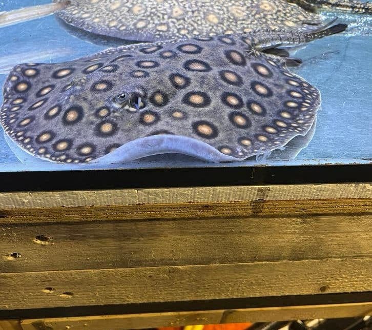 potamotrygon male 28cm disc, Vis