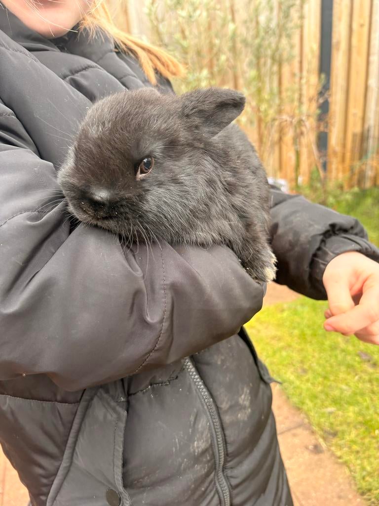 Jong konijntje, Dieren en Toebehoren, Konijnen, Meerdere dieren, Dwerg