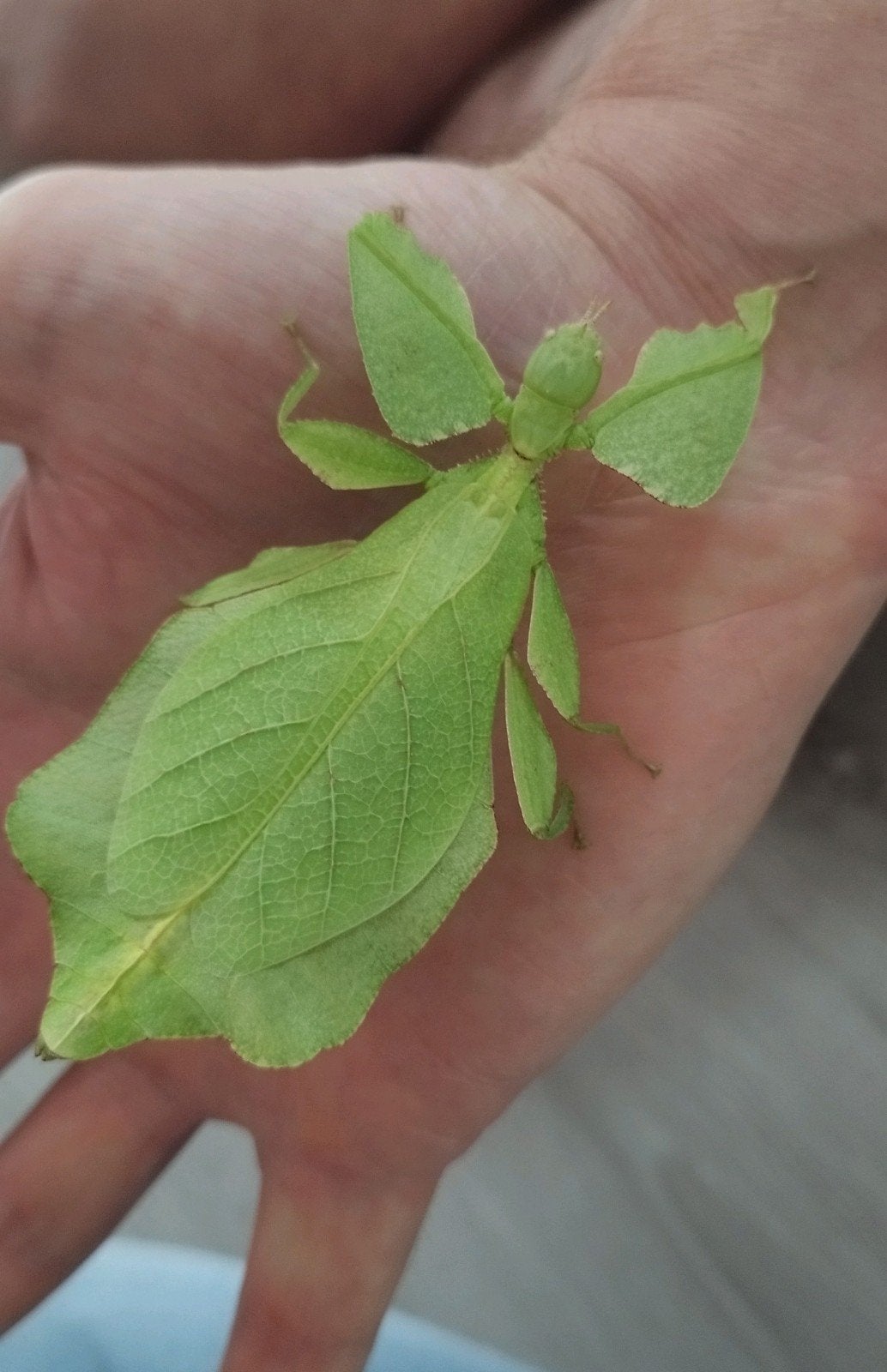wandelend blad, Dieren en Toebehoren, Insecten en Spinnen, Wandelende tak