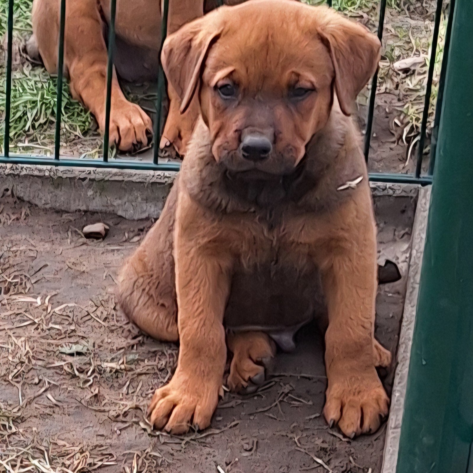kruising rottweiler x mechelse herder, Dieren en Toebehoren, België, Particulier, CDV (hondenziekte), 8 tot 15 weken