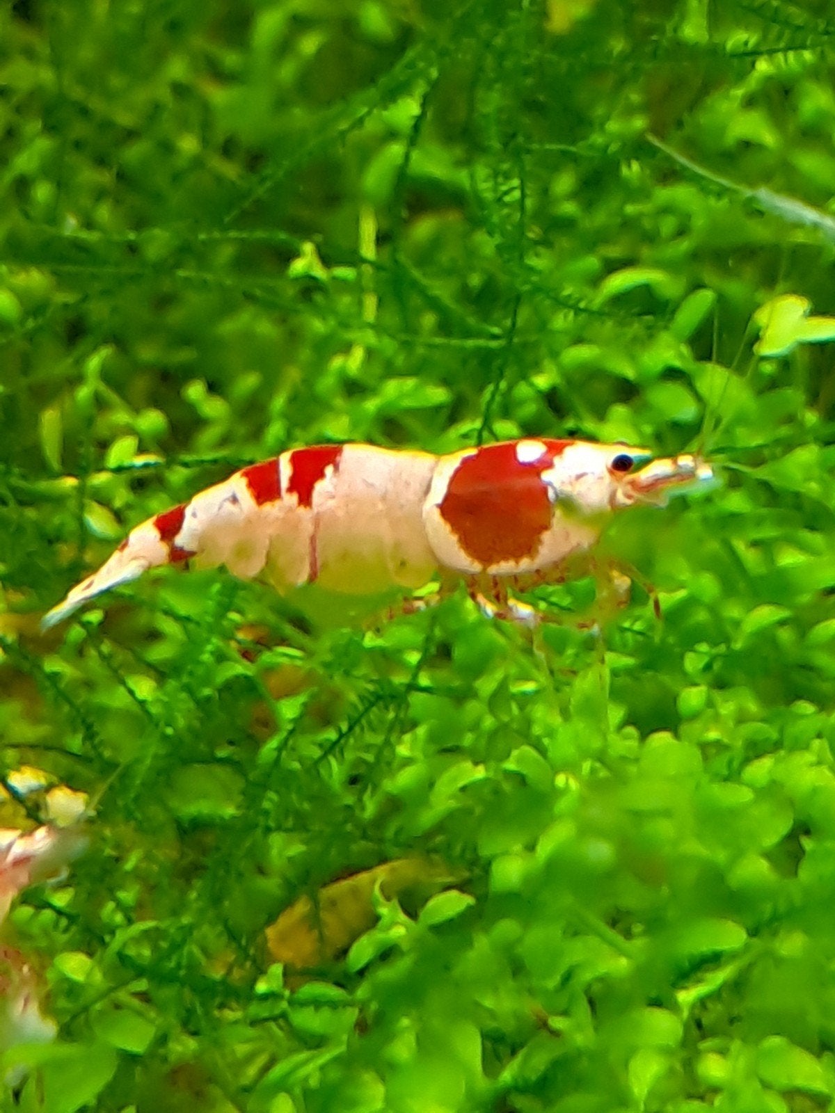 Garnalen, Crystalred, shrimps, Dieren en Toebehoren, Vissen | Aquariumvissen, Kreeft, Krab of Garnaal