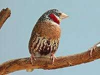 1-0 Bandvink 2022, Dieren en Toebehoren, Mannelijk, Tropenvogel, Tam