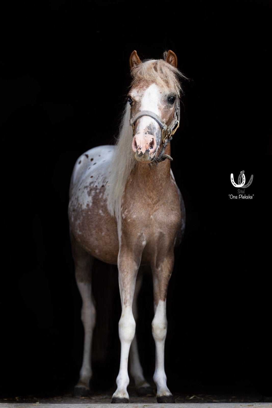 super lief mini paardje (merrie) Ivy, Niet van toepassing, 0 tot 2 jaar, Recreatiepony, Merrie