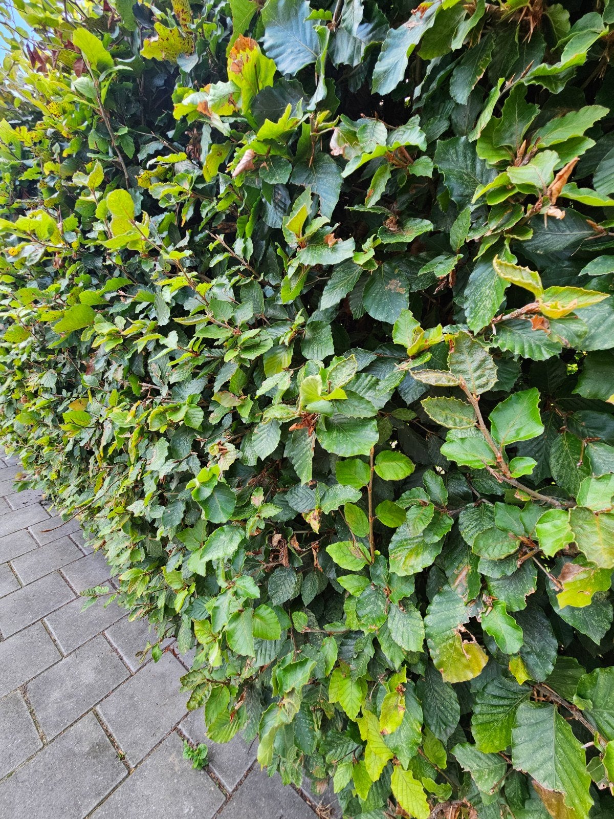 Beukenhaag, Tuin en Terras, Planten | Struiken en Hagen, Ophalen, Beukenhaag, 100 tot 250 cm