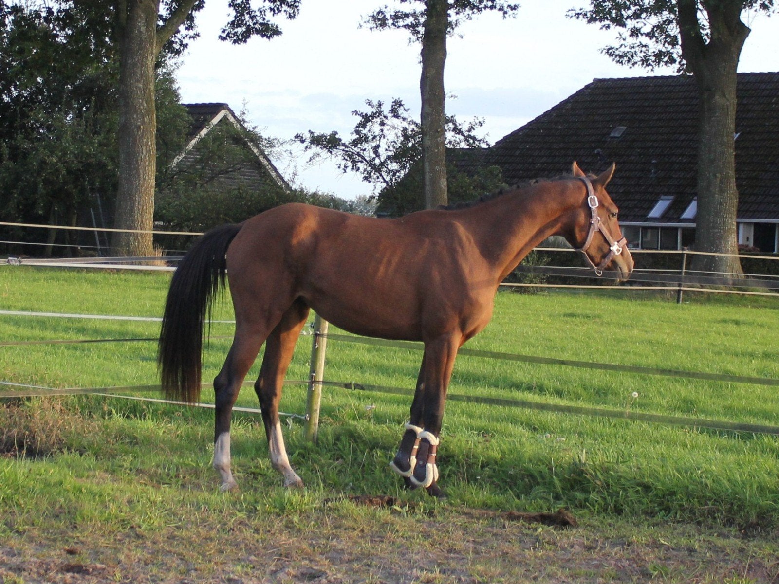 2 jarige merrie van Barton vdl, Dieren en Toebehoren, Ophalen, Dressuur