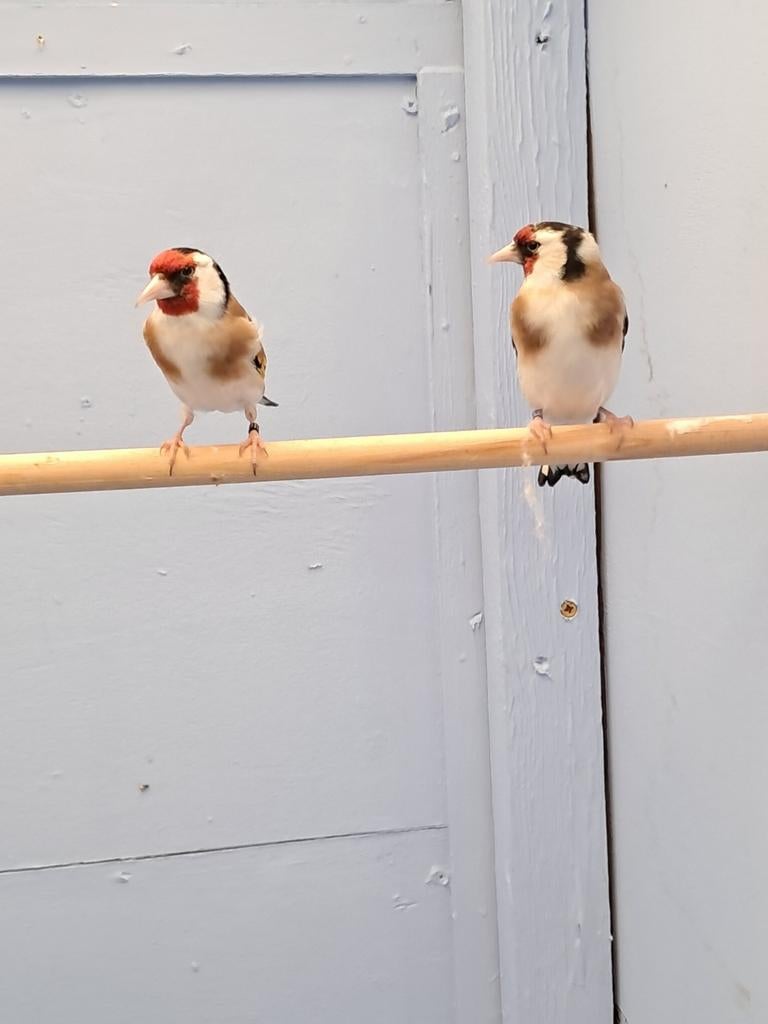 Super  mooi  koppel, Dieren en Toebehoren, Vogels | Overige Vogels, Meerdere dieren, Wildzangvogel