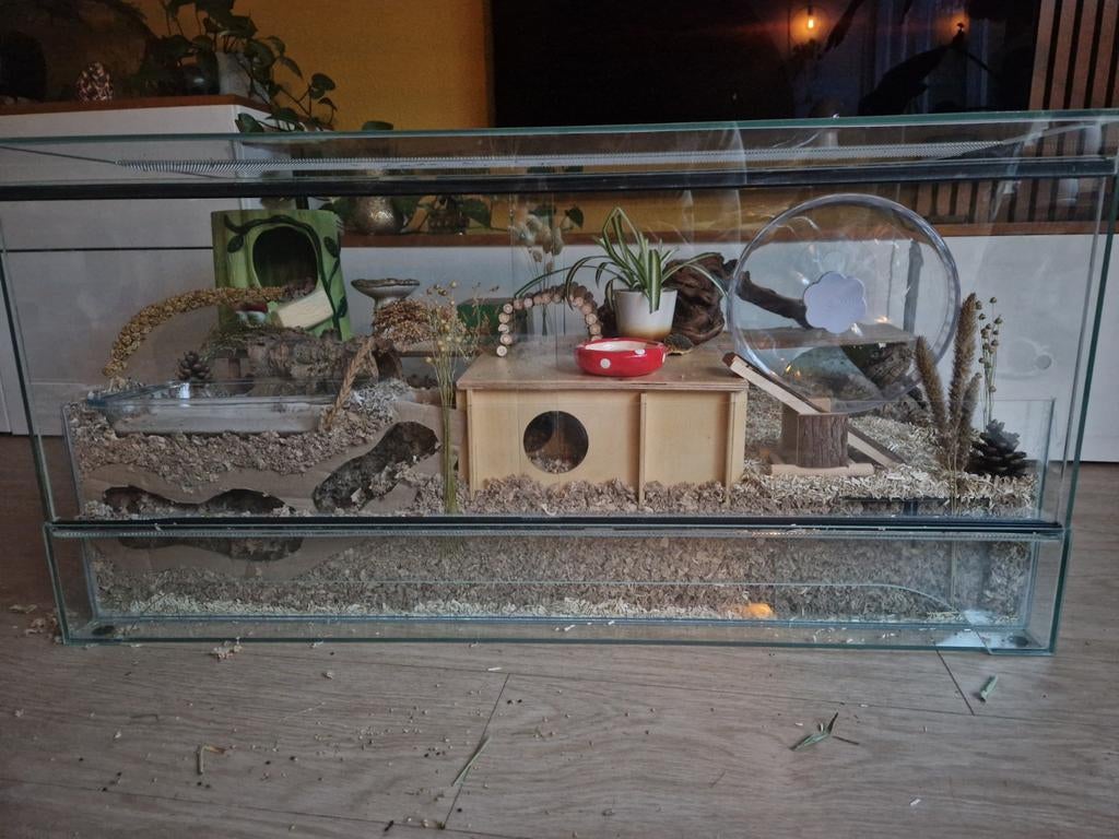 Terrarium/ hamsterkooi incl spullen 100x50x50cm, Dieren en Toebehoren, Knaagdieren en Konijnen | Hokken en Kooien, Ophalen, Kooi