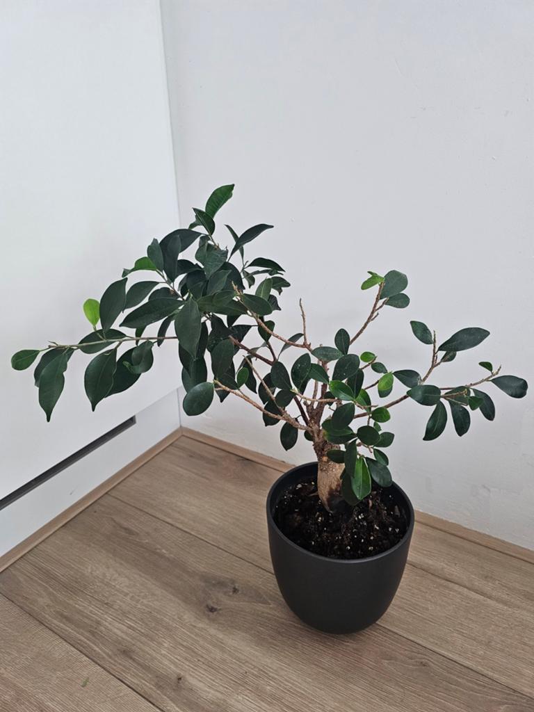 Mooie Ficus Forest plant met mooie pot, Ophalen, Ficus, Minder dan 100 cm