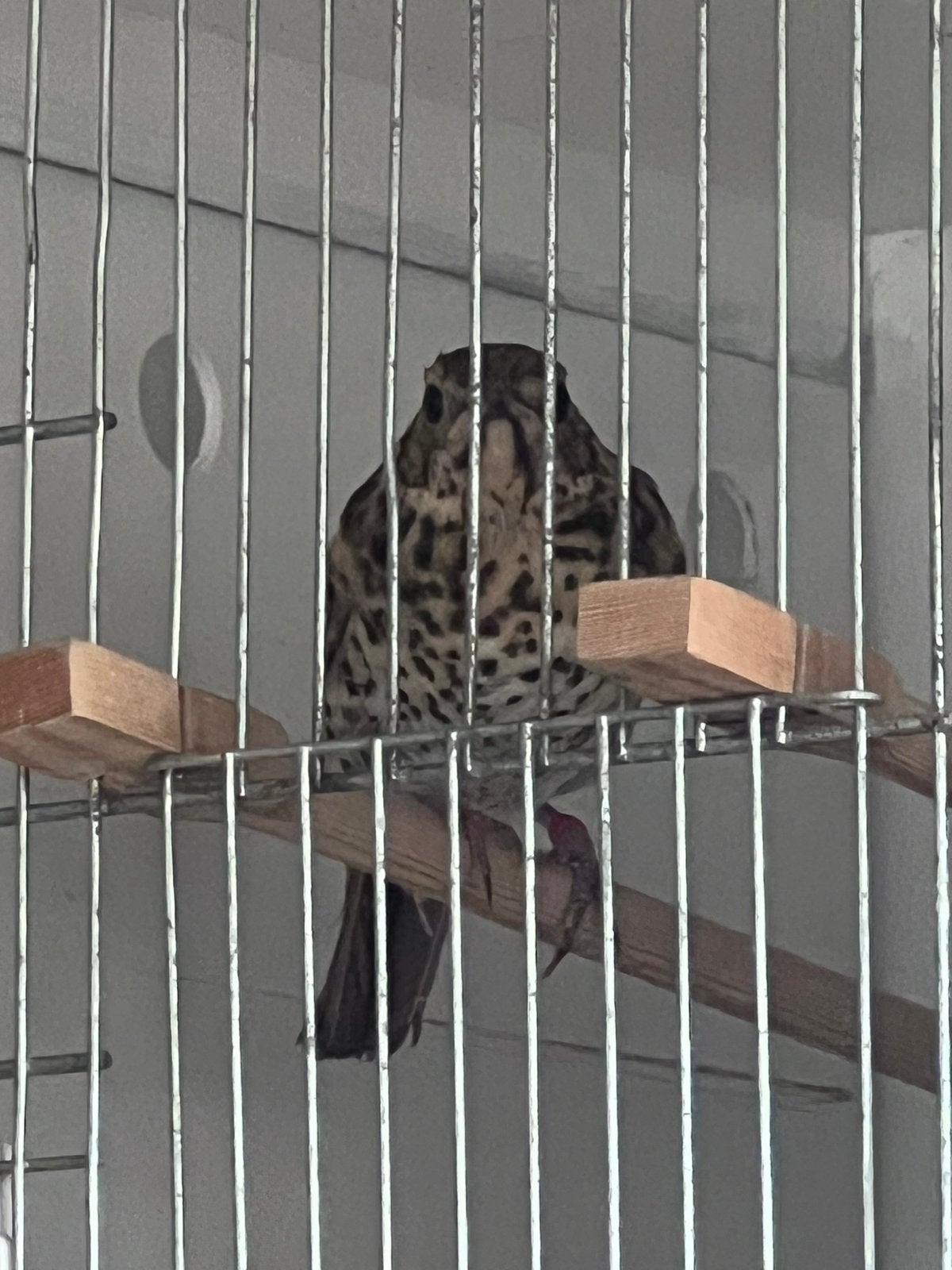 Prachtige jonge Zanglijster pop 2026, Vrouwelijk, Wildzangvogel, Geringd