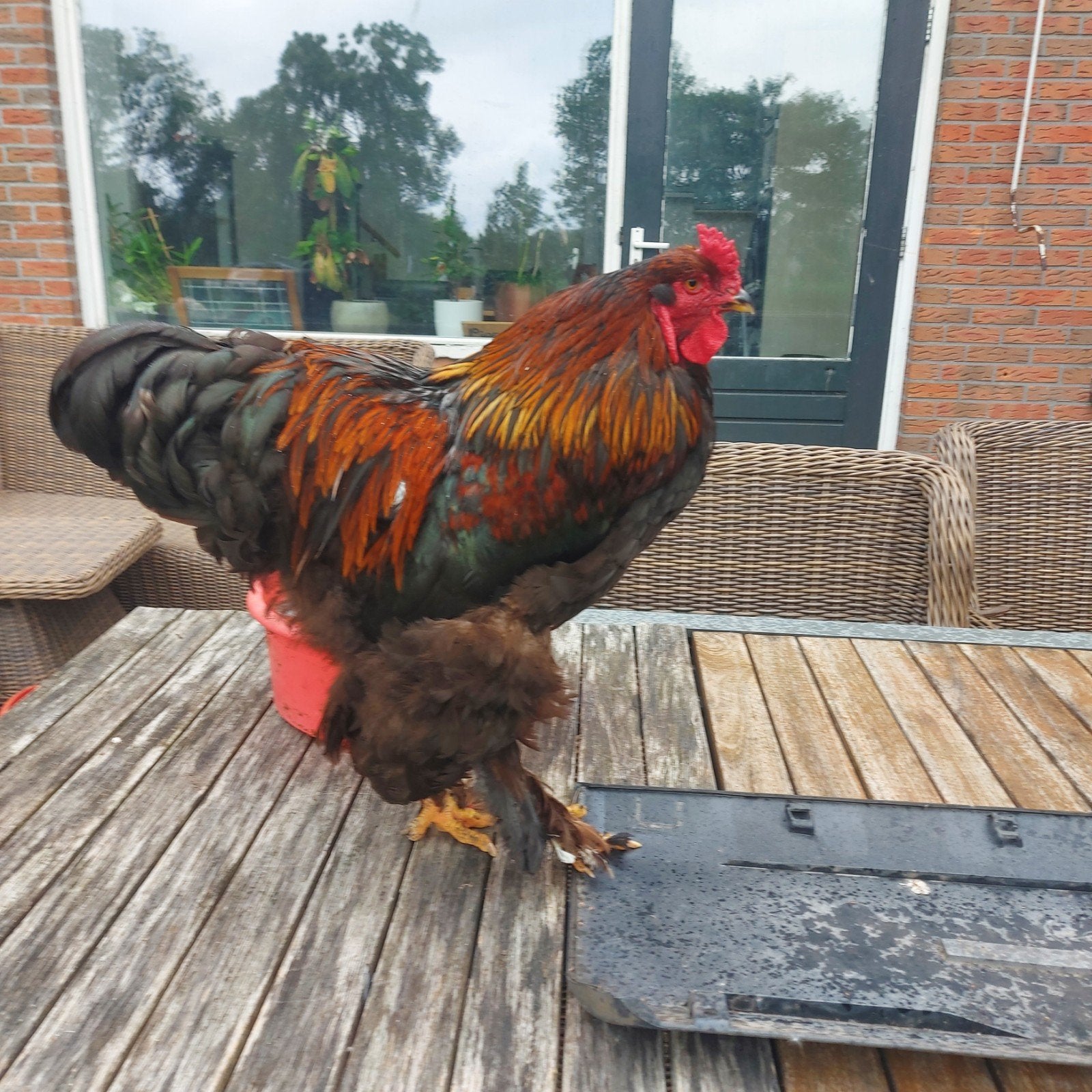Brahma haan, Dieren en Toebehoren, Mannelijk, Kip