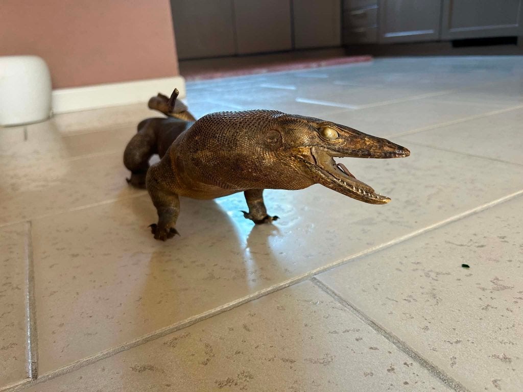 Opgezette Varaan zoekt nieuw baasje, Ophalen, Gebruikt, Reptiel of Amfibie, Opgezet dier