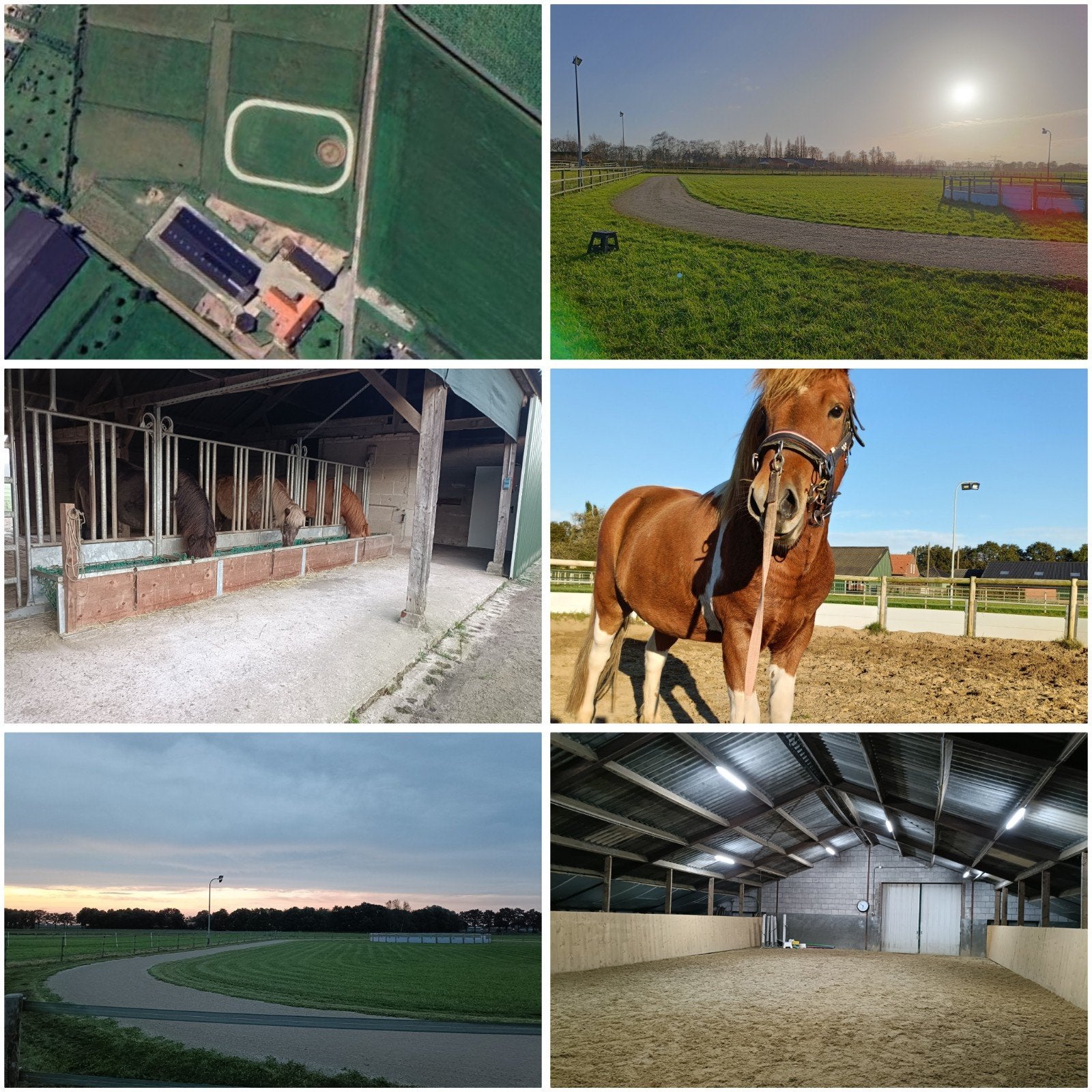 IJslandse paarden stalling, Dieren en Toebehoren