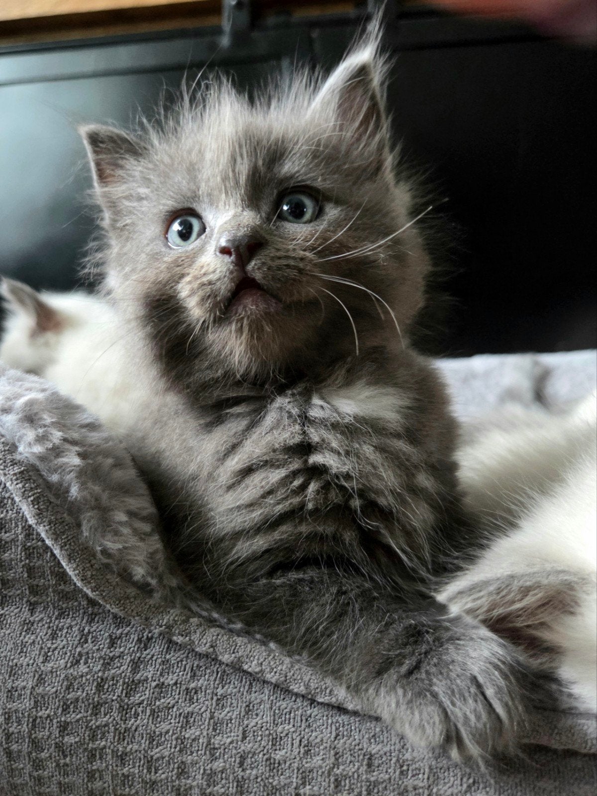 Ragdoll kitten(gereserveerd), Dieren en Toebehoren, Meerdere dieren