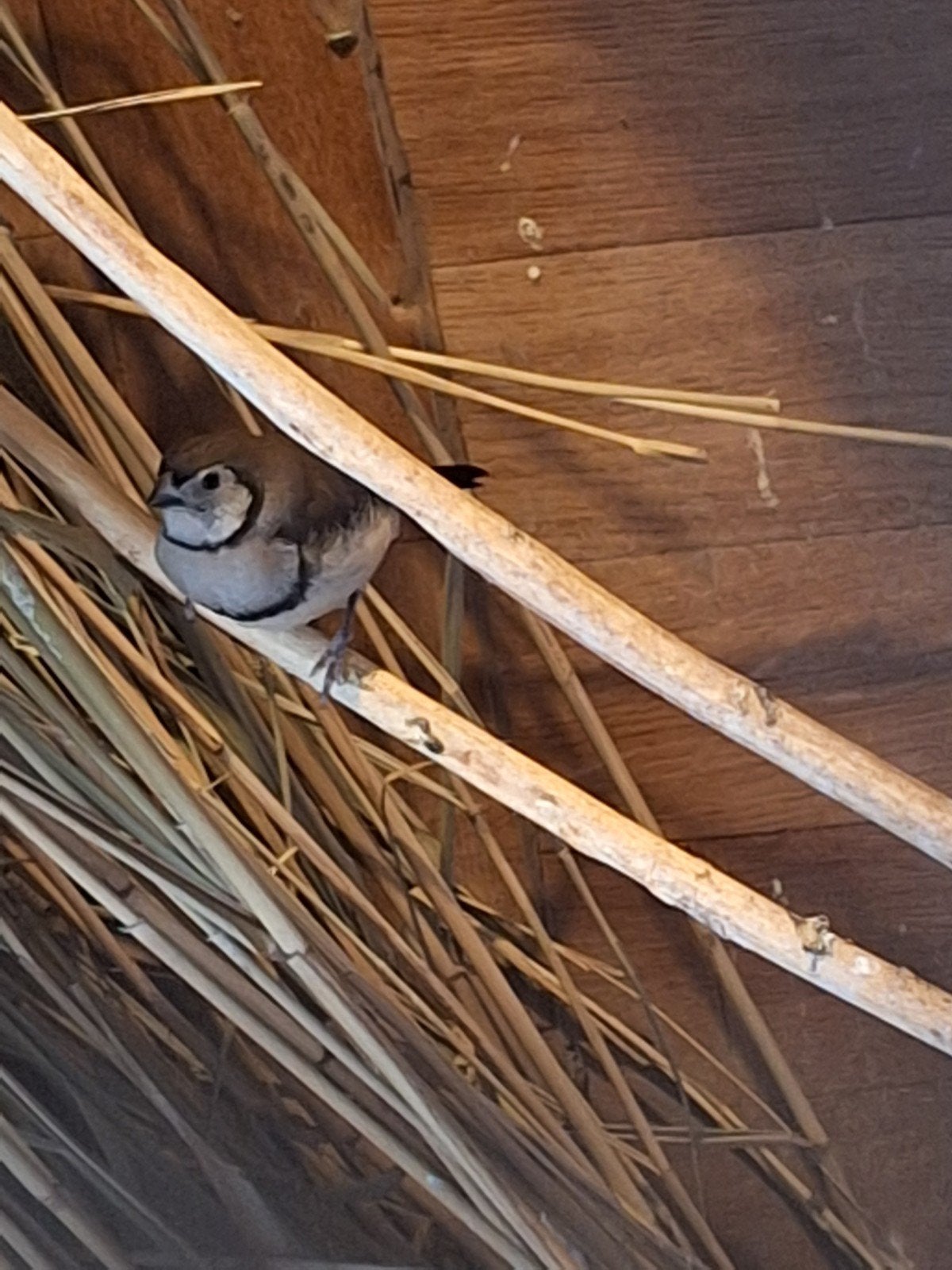 bichenow pop  juni 2026, Dieren en Toebehoren, Vogels | Overige Vogels, Mannelijk