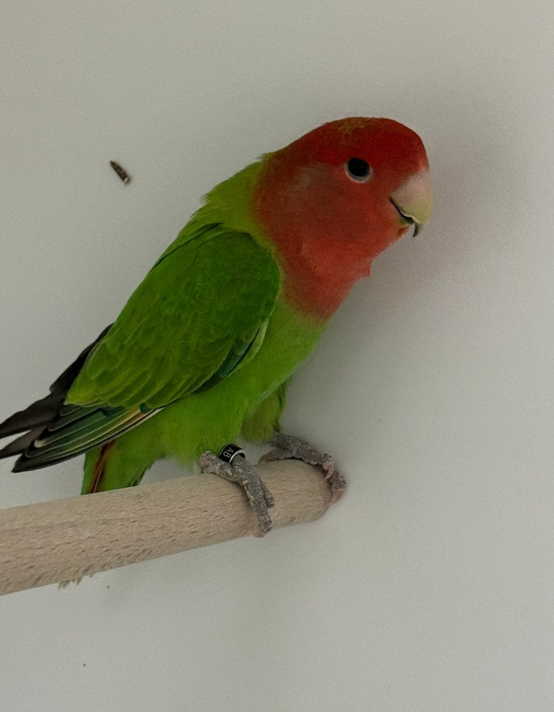 Agapornis roseicollie dwergpapegaai man, Dieren en Toebehoren, Mannelijk