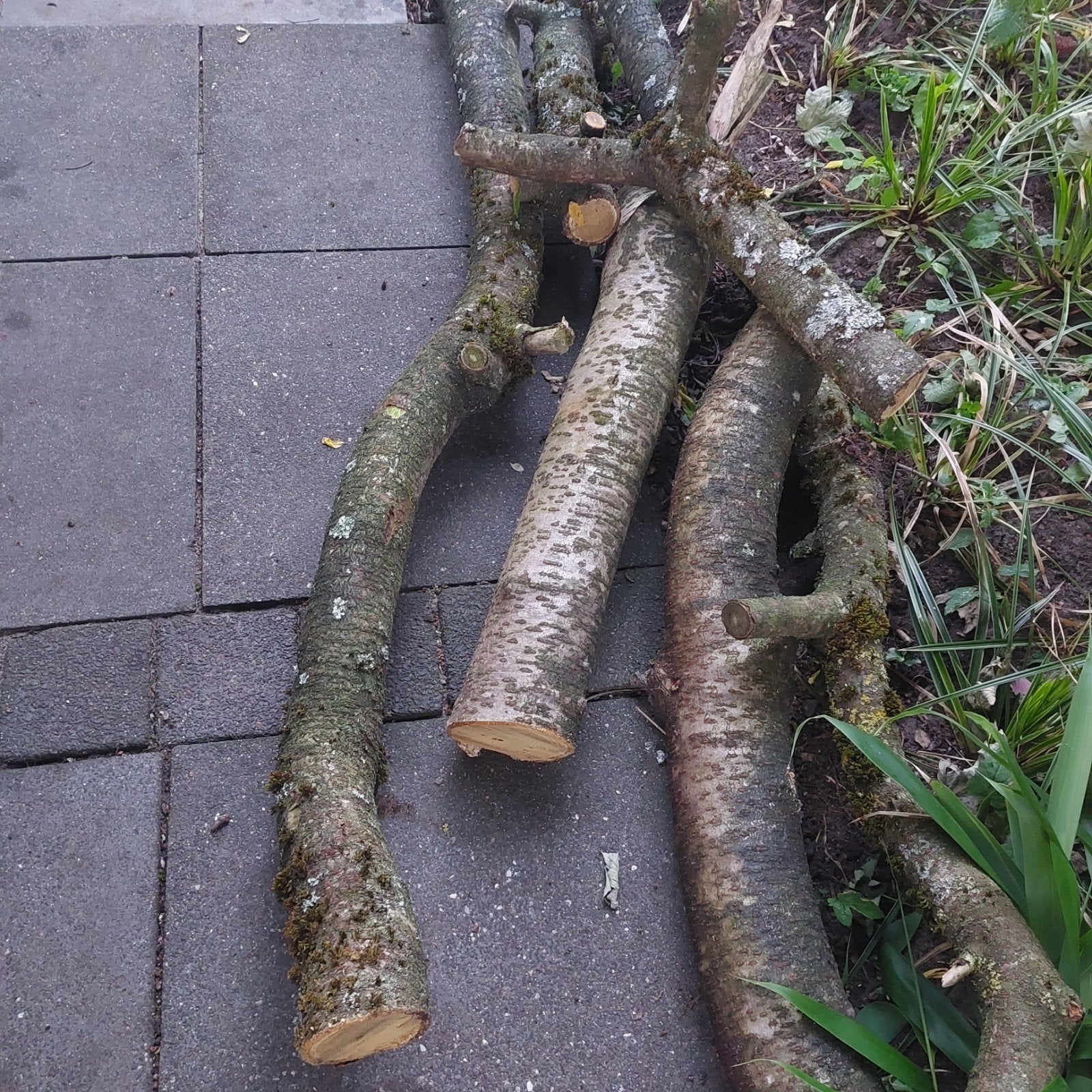 Gratis boom stronken (fluweel boom), Ophalen