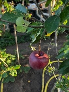 Malus hybriden diverse cultivars, Ophalen, Overige soorten, Struik, 100 tot 250 cm