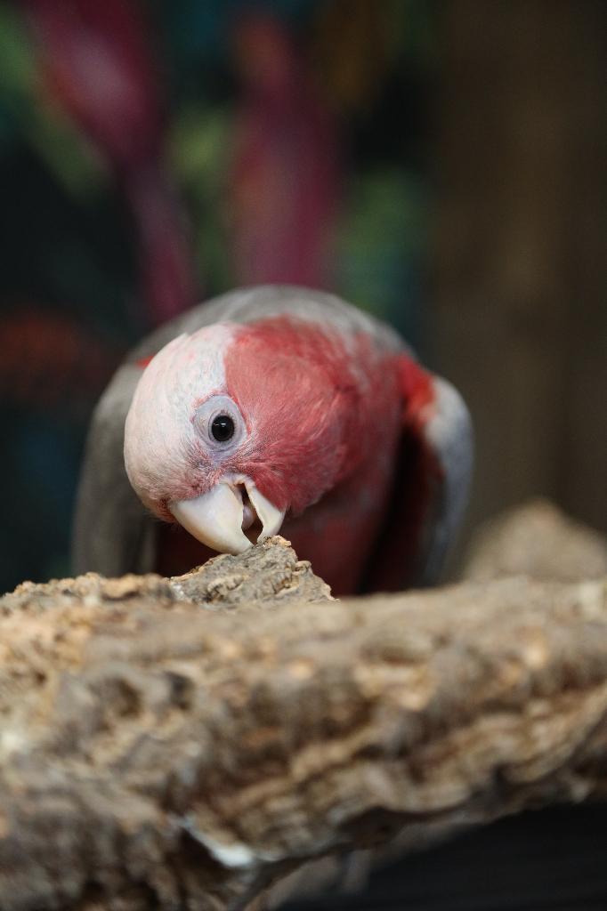 Jonge Baby Rose Kaketoes | Sociaal | Speels| Getest, Dieren en Toebehoren, Vogels | Parkieten en Papegaaien, Meerdere dieren, Papegaai