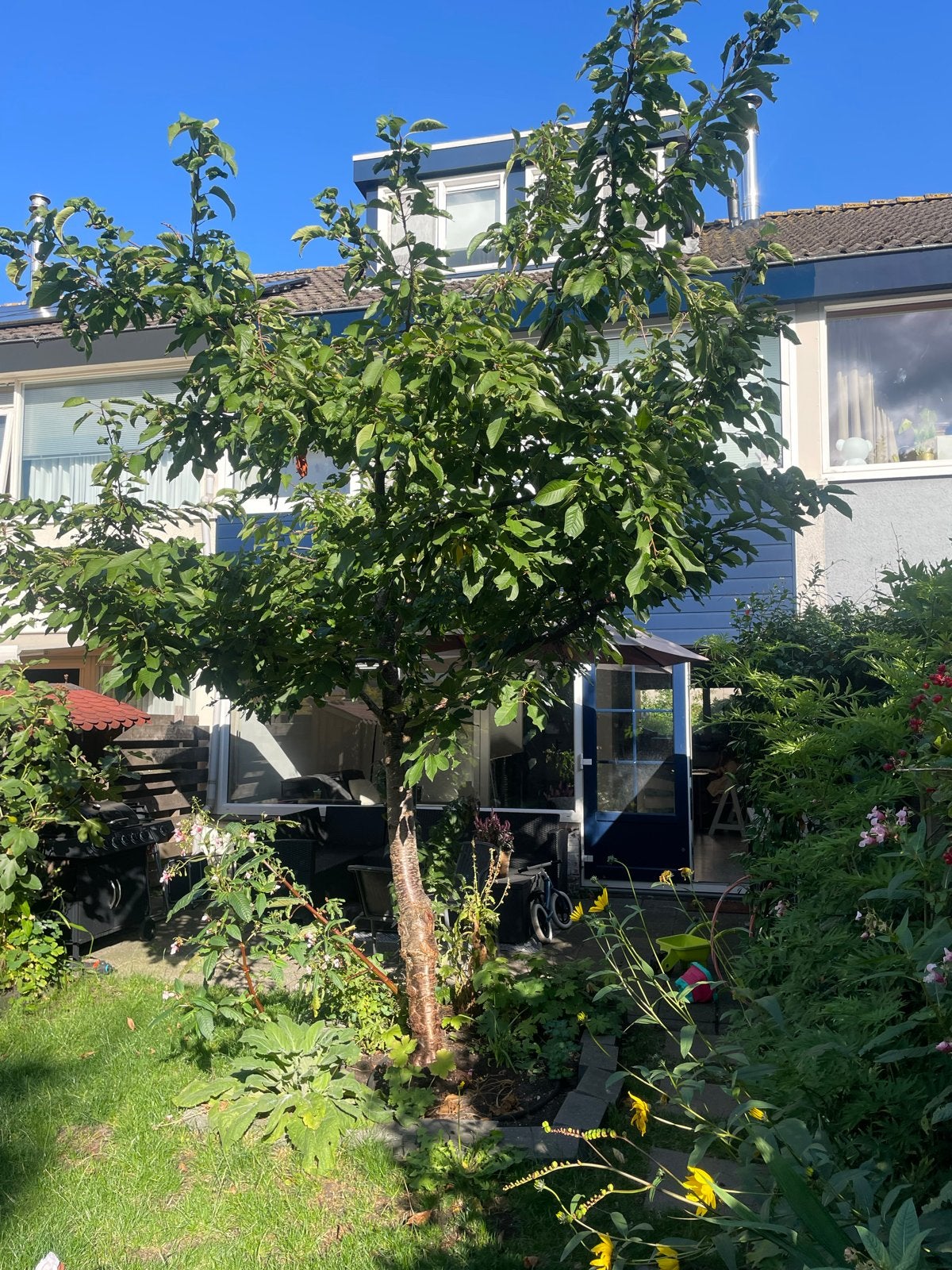 GRATIS Kersenboom - Vers fruit uit eigen tuin, Ophalen, Lente, Volle zon, Kersenboom