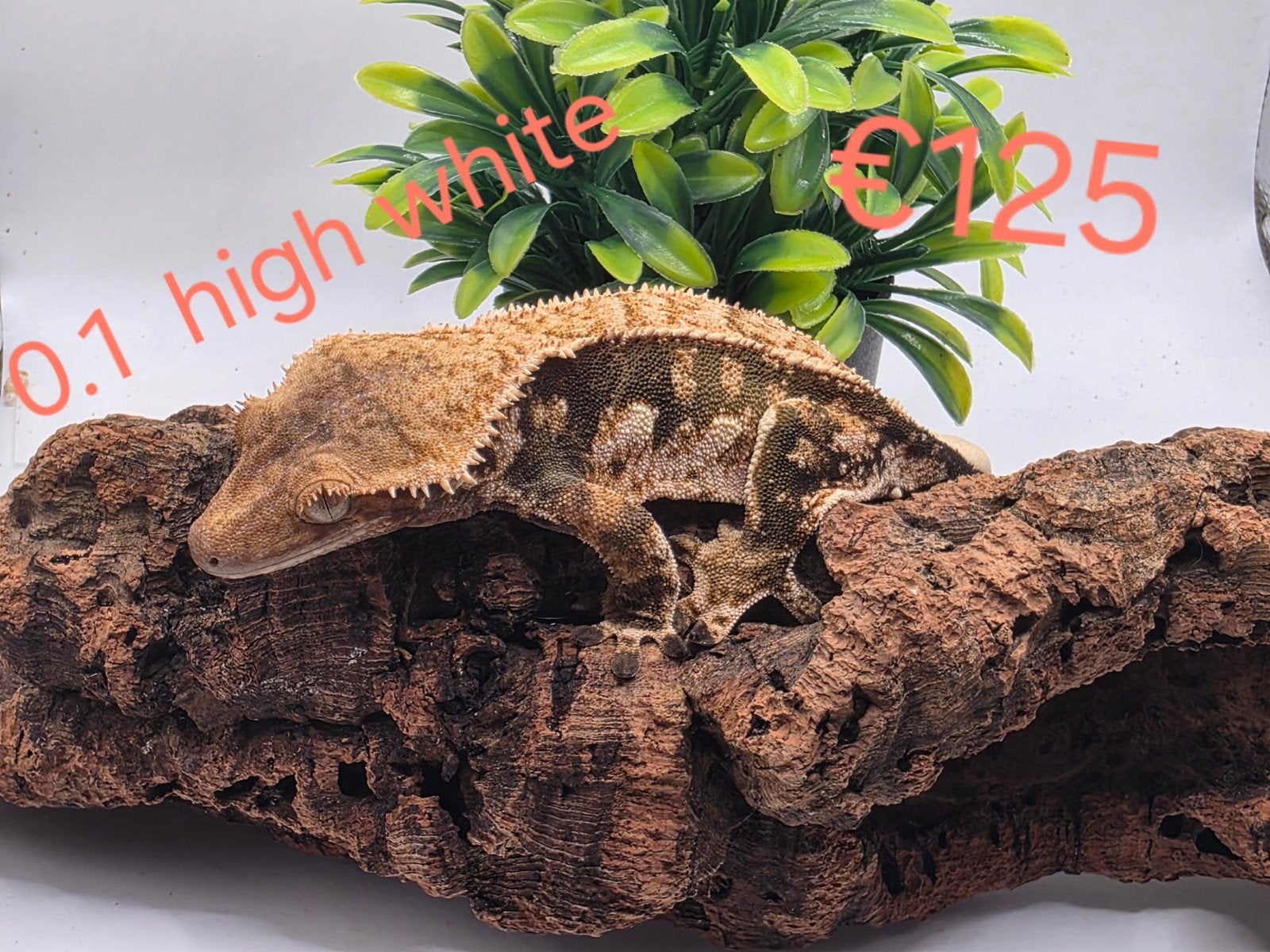 wimpergekko- crested gecko- Correlophus ciliatus Crested Gecko photo 3