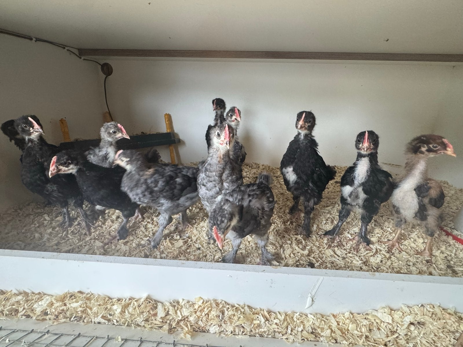 Marans hanen 1 maand, Dieren en Toebehoren