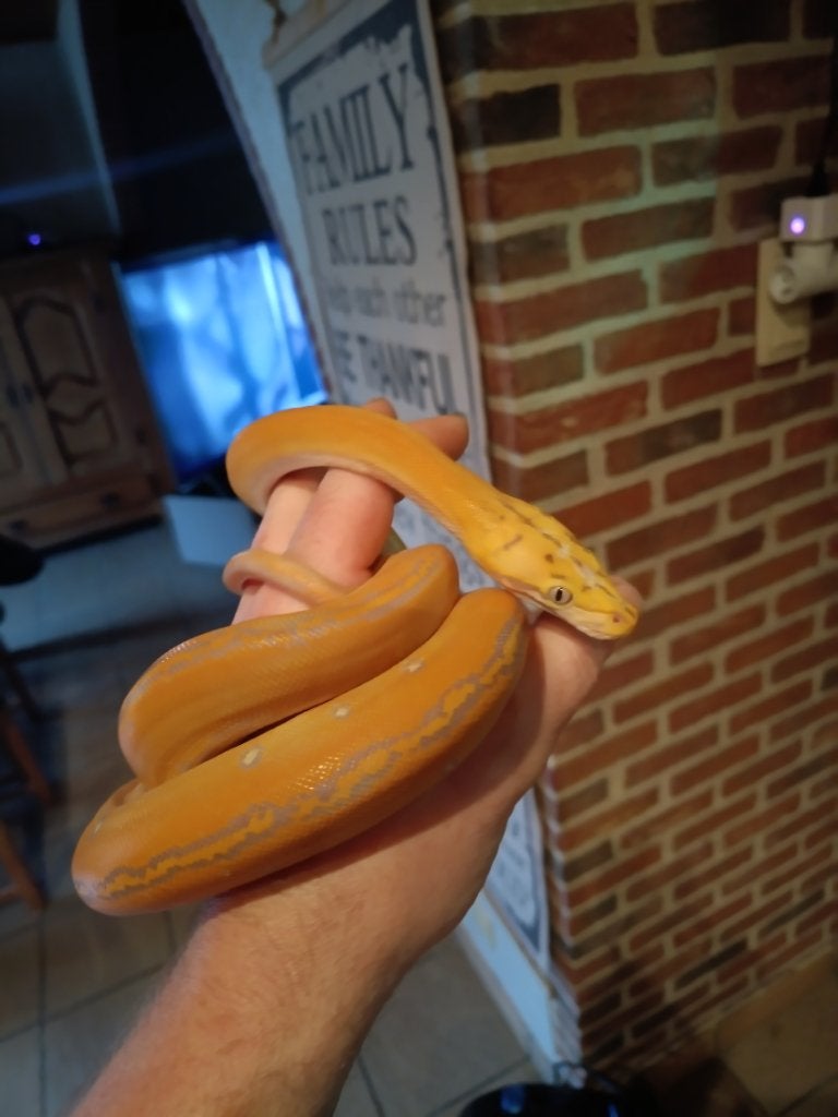 Netpython met terra, Slang, Met terrarium, 0 tot 2 jaar