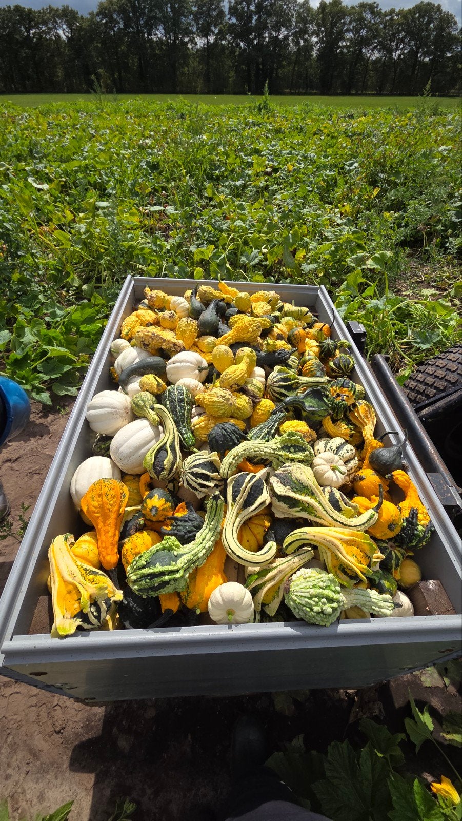 Pompoenen en kalebassen te koop! Grote partijen mogelijk!, Ophalen
