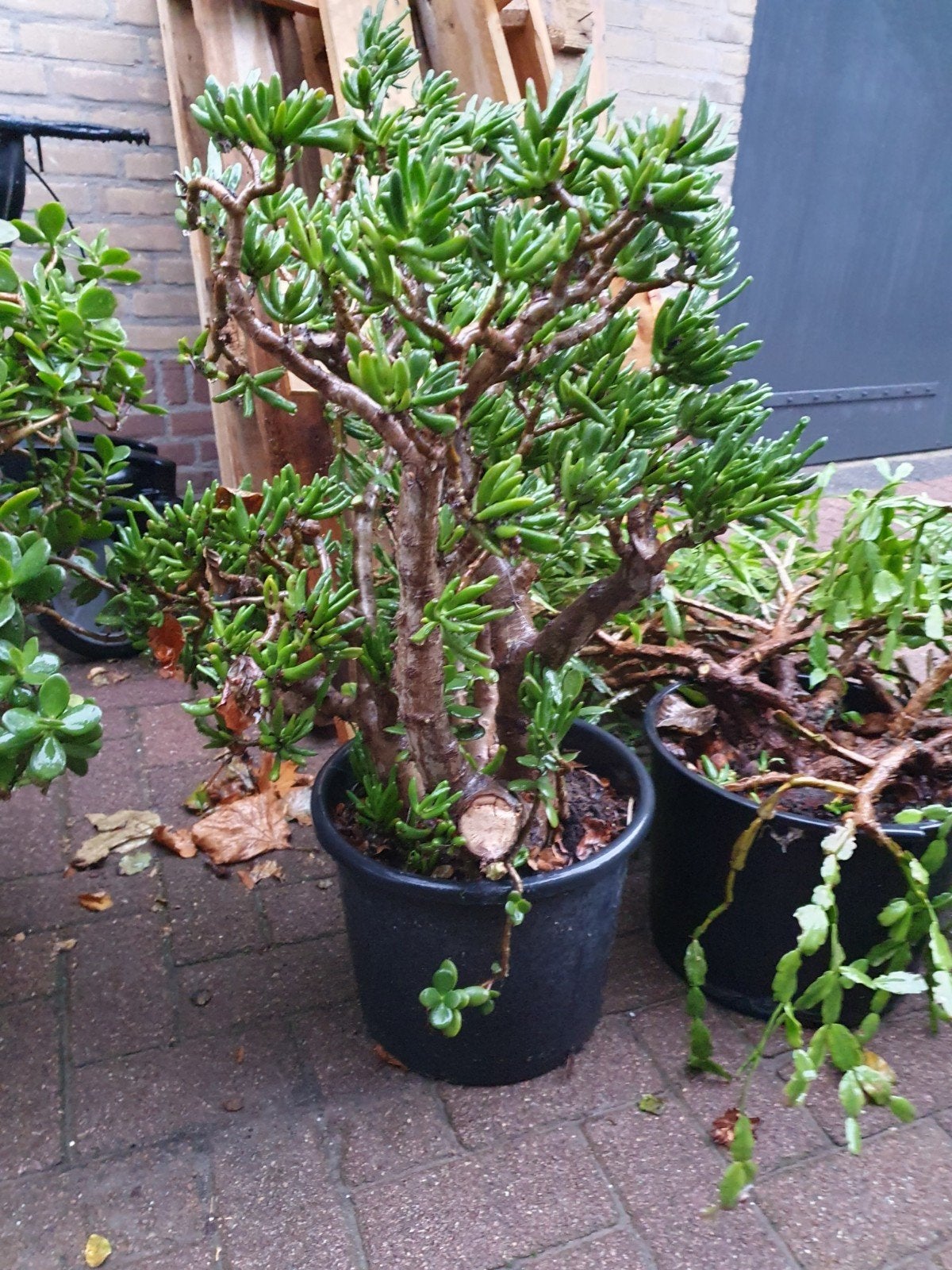 Grote plant in pot, Ophalen, Overige soorten