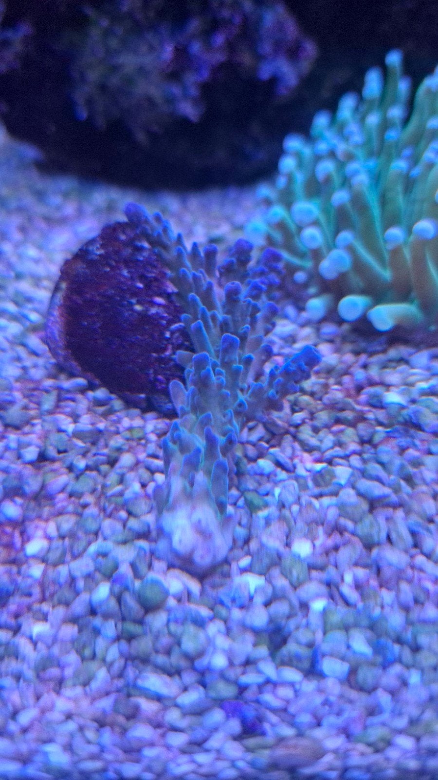 diverse koralen, Dieren en Toebehoren, Vissen | Aquariumvissen, Overige typen, Zoutwatervis