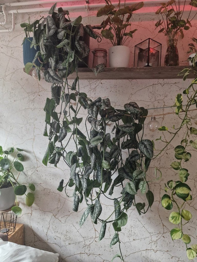 Super grote Scindapsus pictus 'Argyraeus', Ophalen, Halfschaduw, Minder dan 100 cm